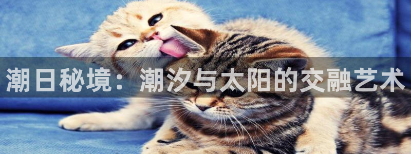 新宝5挂机